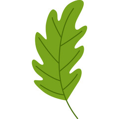 Single Green Oak Leaf With Jagged Edges On A Transparent Background Simple Vector Illustration