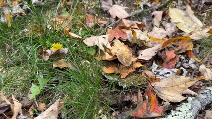 Autumn Forest Floor with Fallen Leaves and Single Yellow Flower