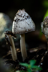 fungus, fungi, mushroom, forest, nature, close up, macro, soil, moist, organic, wild, ecology, forest life, botany, natural texture, nature background, micro life, forest floor, environmental concept