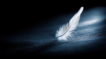 directional. A single white feather gently descending against a dark, textured background. wildlife magazines, conservation campaigns, designed for eco-tourism storytelling, used by project managers.