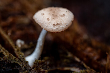 Wild mushrooms grow on mossy logs in a damp forest. Natural light highlights the delicate texture of the mushroom caps and stems.