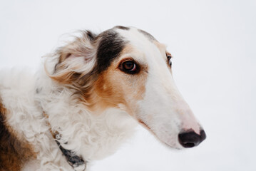 Fototapeta premium Russian greyhound standing on snow, black and white and red borzoi dog, close-up view of muzzle, breed for hunting, dogwalking concept, copy space