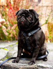 A black pug dog sits on a stone against the background yellow bushes. The dog has a harness. He looks straight ahead with his mouth open. The dog obeys commands. Portrait. The photo is blurred