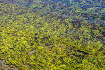 Close-up view of green algae floating underwater. Showing natural aquatic growth, ecosystem texture and environmental detail in a shallow sea. Natural environment background image.