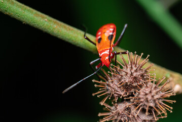 Red Cotton Stainer Bug - Dysdercus cingulatus