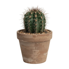 Star Cactus Old Man Cactus in full clay pot isolated on transparent or white background. A high resolution PNG image of Dead Plant in clay pot