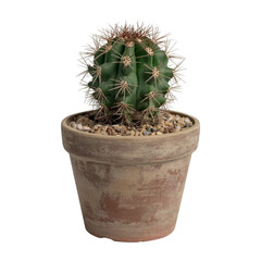 Star Cactus Old Man Cactus in full clay pot isolated on transparent or white background. A high resolution PNG image of Dead Plant in clay pot