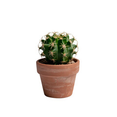 Star Cactus Old Man Cactus in full clay pot isolated on transparent or white background. A high resolution PNG image of Dead Plant in clay pot