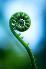 Fresh green fern shoots in a spiral shape. Macro photo © StanleyRevaldo