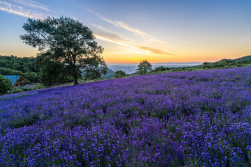 北海道　ラベンダー　札幌　朝日　紫　夏　日の出