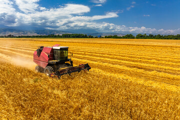 Obraz premium Combine harvester operates in expansive agricultural field under sunny sky. Scene captures peaceful atmosphere of productive wheat harvest during daytime.