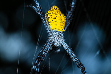 Close-up photo of a spider with a striking yellow pattern on its back and a natural green...
