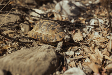 Tortoise Walking Over Rocky Terrain With Dry Leaves in Natural Habitat