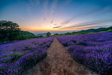 北海道　ラベンダー　札幌　朝日　紫　夏　日の出
