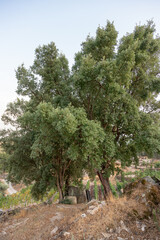 Large mature cork oak trees (Quercus suber) stand on rocky rural ground in Portugal. These emblematic native species provide shade, biodiversity, and landscape value in Mediterranean ecosystems.
