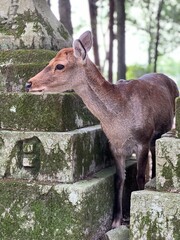 A curious deer stands close to the camera in a quiet, moss-covered corner of Nara Park, Japan — calm eyes, soft fur, and the serenity of nature blending with ancient stone surroundings.