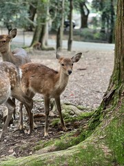 A curious deer stands close to the camera in a quiet, moss-covered corner of Nara Park, Japan — calm eyes, soft fur, and the serenity of nature blending with ancient stone surroundings.