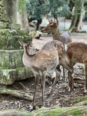 A curious deer stands close to the camera in a quiet, moss-covered corner of Nara Park, Japan — calm eyes, soft fur, and the serenity of nature blending with ancient stone surroundings.