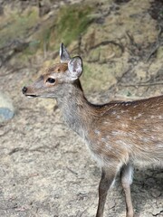 A curious deer stands close to the camera in a quiet, moss-covered corner of Nara Park, Japan — calm eyes, soft fur, and the serenity of nature blending with ancient stone surroundings.