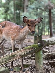 A curious deer stands close to the camera in a quiet, moss-covered corner of Nara Park, Japan &mdash; calm eyes, soft fur, and the serenity of nature blending with ancient stone surroundings.