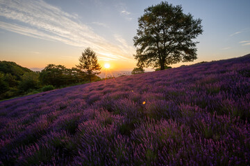 北海道　ラベンダー　札幌　朝日　紫　夏　日の出