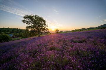 北海道　ラベンダー　札幌　朝日　紫　夏　日の出