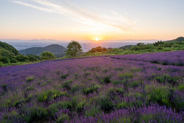 北海道　ラベンダー　札幌　朝日　紫　夏　日の出
