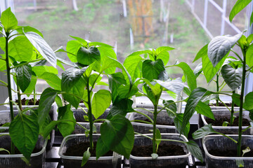 a close up of Young Pepper Plants Growing on a Windowsill