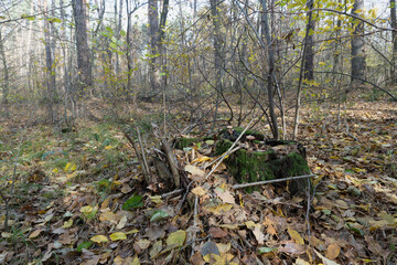 Mossy Stump in an Autumn Woodland