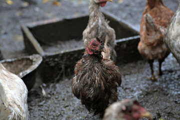 Dirty Chicken Stands in Muddy Environment Among Other Chickens at a Farm During Overcast Weather in the Early Afternoon