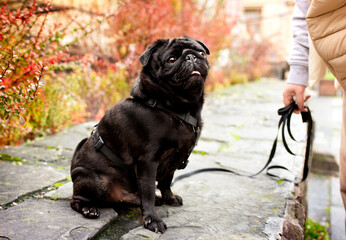 A black pug dog sits on a stone against a background of yellow bushes. The dog has a harness. He looks straight at his owner with his mouth open. The dog obeys commands. The photo is and blurred