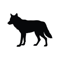 Black Silhouette of a Walking Wolf with a Bushy Tail on White, wolf looking back silhouette vector illustration