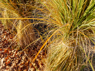 Decorative ornamental grasses tied together in a natural outdoor setting, autumn garden scene with tall dry grass plants and soft sunlight