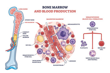 Bone marrow hematopoiesis shown with long bone cross-section, stem cells forming red and white blood cells and platelets, key objects, stem cell, megakaryocyte, sinusoid. Outline diagram
