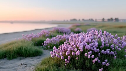 Close Up Macro of Purple Lavender Flowers Blooming on a Sandy Beach Shoreline During Golden Hour Sunrise Soft Light and Pastel Sky Background