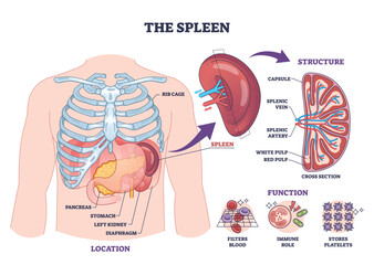 Spleen diagram outline shows organ location under rib cage, cross-section with splenic artery and vein, and function icons, highlights spleen, rib cage, vessels. Outline diagram