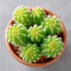 Close up macro shot of a cluster of small green cacti with white spines in a round terracotta pot on a grey textured surface with soft natural lighting