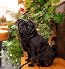 Black pug dog sits on a bench near a table on a background of yellow bushes. The dog wants to eat. He looks straight ahead. City street with a cafe. Vertical and blurred photo