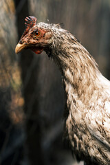 Dirty Chicken Standing Near a Fence in a Rural Area During Daylight Hours With a Blurred Background