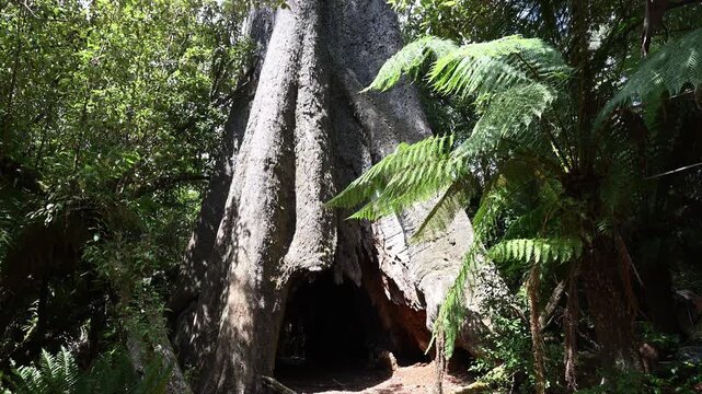 massive blue tier Kauri tree standing along a hiking path through the virgin rain forest of Tasmania.