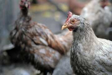 Dirty Chicken in a Farmyard Setting With Rustic Background and Natural Surroundings During Daylight Hours