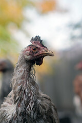 Dirty Chicken in a Farmyard Setting With Rustic Background and Natural Surroundings During Daylight Hours