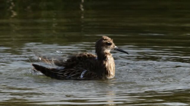 badender Kampfl&auml;ufer // bathing Ruff (Calidris pugnax)