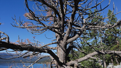 Scenery on beautiful Lake Tahoe