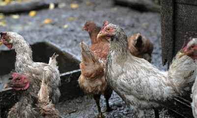 A dirty chicken stands prominently in a farmyard surrounded by other chickens The setting shows the...