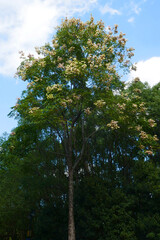 Götterbaum oder Blasenesche