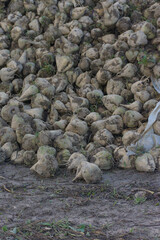 A large pile of recently harvested sugar beets covered in dirt and soil rests outdoors during the daytime harvest season.