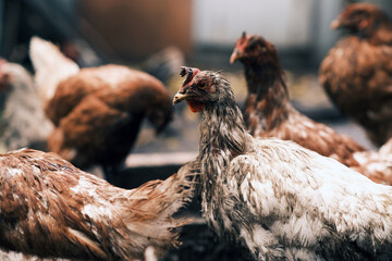A dirty chicken stands prominently in a farmyard surrounded by other chickens The setting shows the realistic slightly untidy environment typical of rural life in the daytime