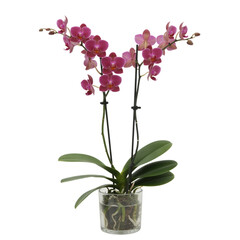 Vibrant pink orchid plant in pot isolated on white background 