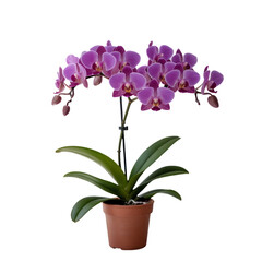 Vibrant pink orchid plant in pot isolated on white background 
